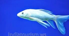 Белая рыба бегущая вода. Белые аквариумные рыбки. Белая рыбка. Белоснежная небольшая рыба. Маленькая белая рыбка