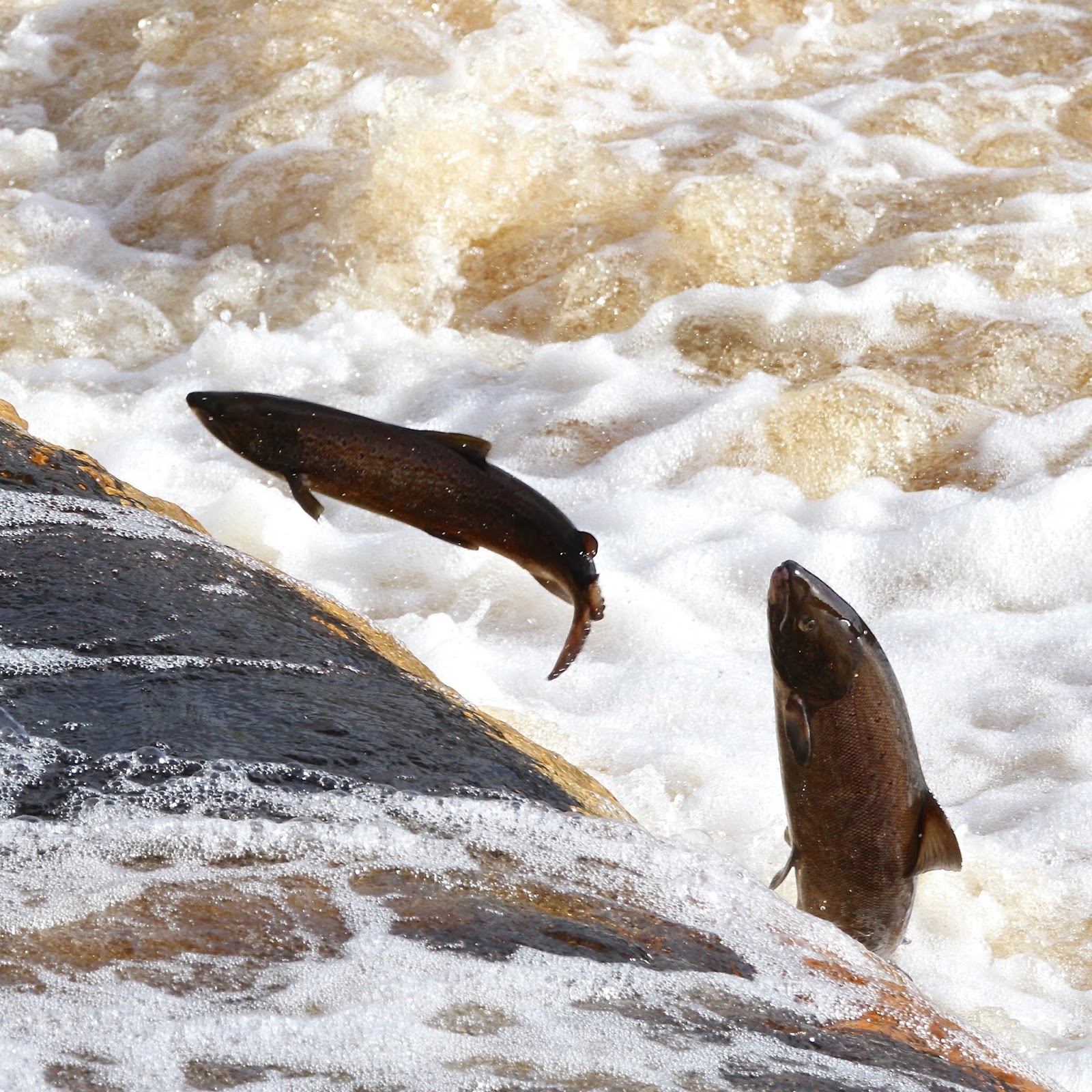 TrogTrogBlog Leaping salmon at Hexham weir