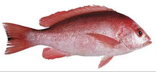 KAKAP MERAH KAKAP MERAH