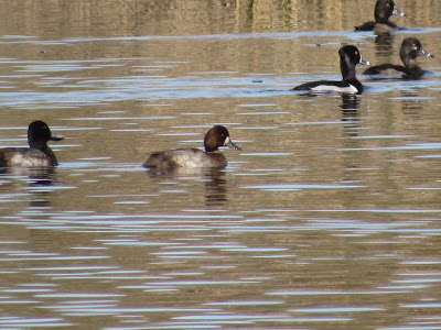 Gray Lodge Wildlife Area