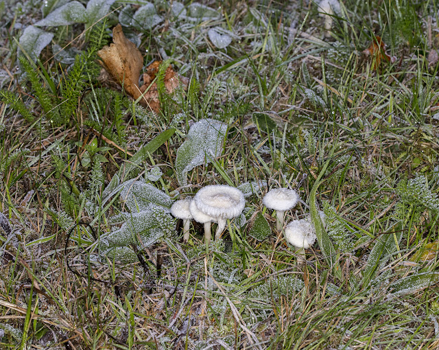 Hygrocybe virginea, Snowy Waxcap. Hayes Common, 19 November 2016. Hygrocybe virginea, Snowy Waxcap. Hayes Common, 19 November 2016.