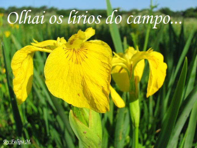 Olhai Os Lirios Do Campo Pdf Gratis