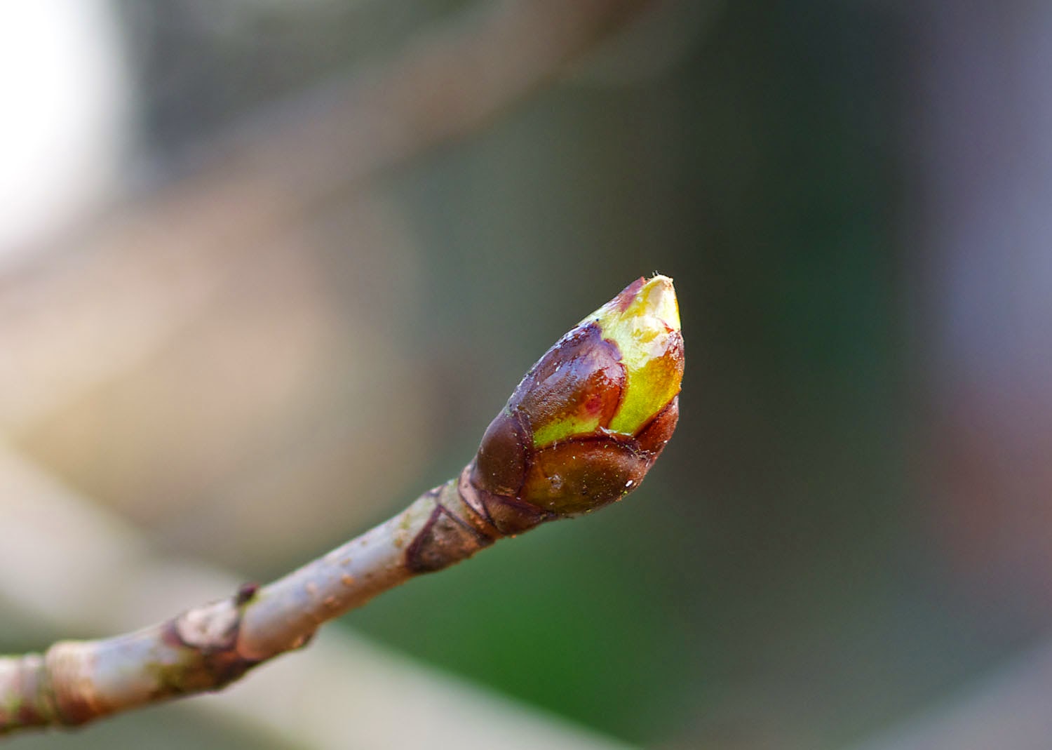 Im Garten und am Wegesrand Von der Knospe zur Blüte