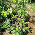 Jual Bibit Buah Pir Harga Murah