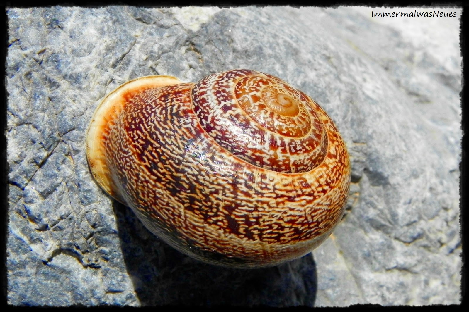 Beauty is where you find it- Braun – ImmermalwasNeues