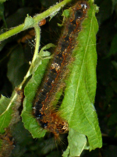 Kunugia undans caterpillar Kunugia undans caterpillar