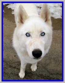 adoptable husky