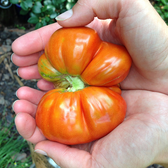 gardening, tomatoes, summer, joy, Anne Butera, My Giant Strawberry