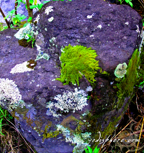 Colorful formations of wild lichens on a rock