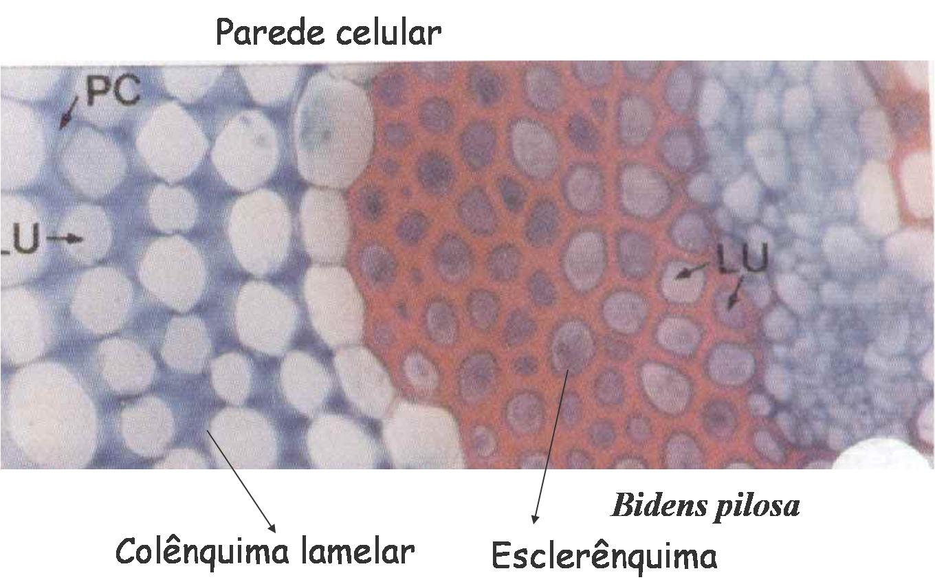 Asteraceae: Tecidos fundamentais: Parênquima, colênquima e esclerênquima.