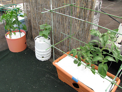 Bucolic Bushwick Rooftop Vegetable Garden