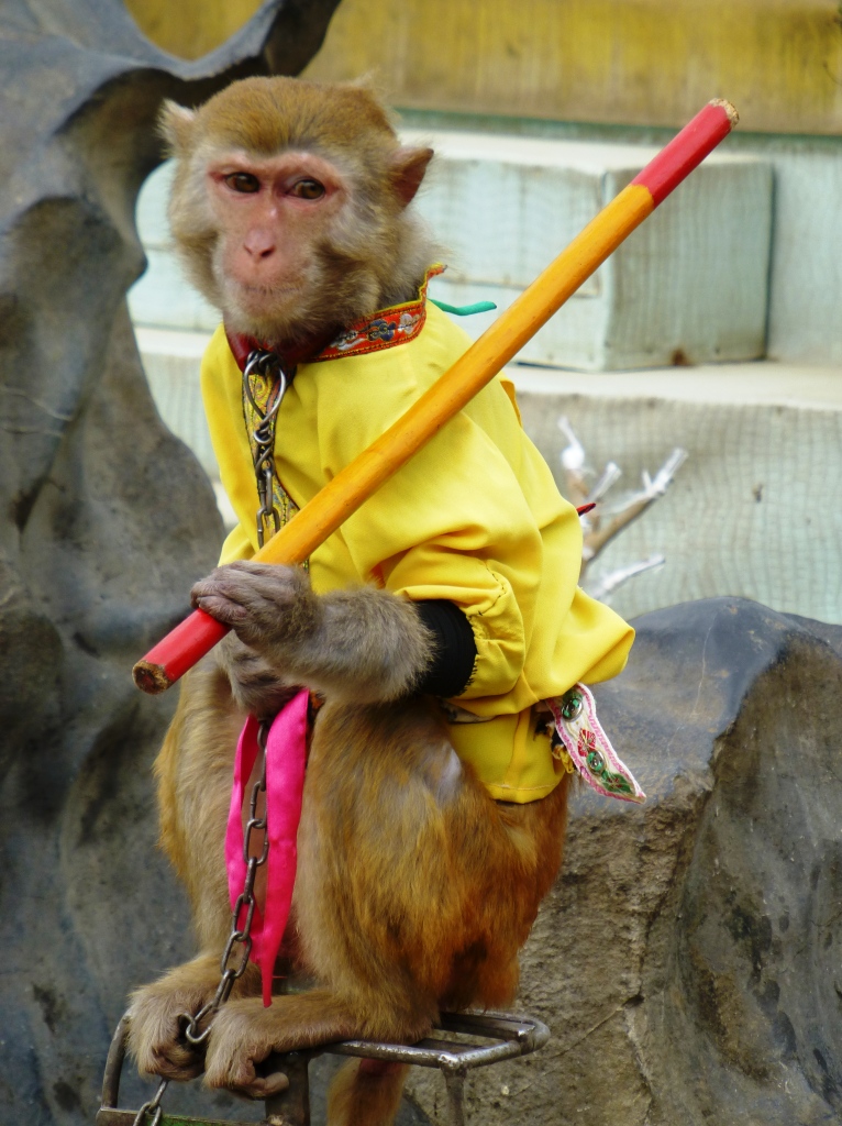 Travels of a Danventurer as a Young Man Monkey business part I