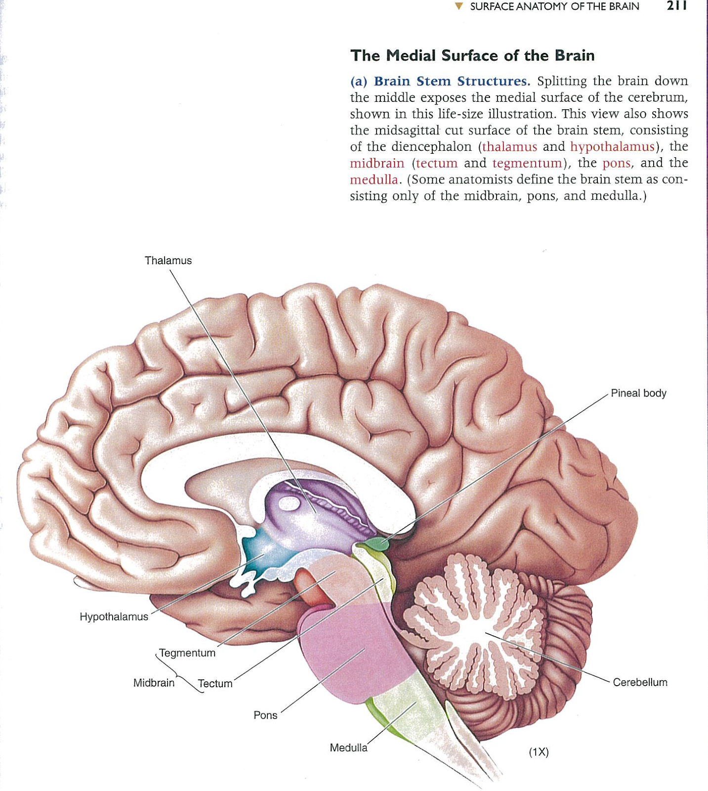 Brains down. Medial surface of the Brain. Мезенцефалон диэнцефалон. Anterior surface of the brainstem. Анатомия таламус и бледный шар.