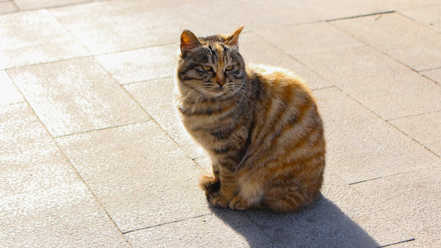 kucing di mutianyu kucing di mutianyu