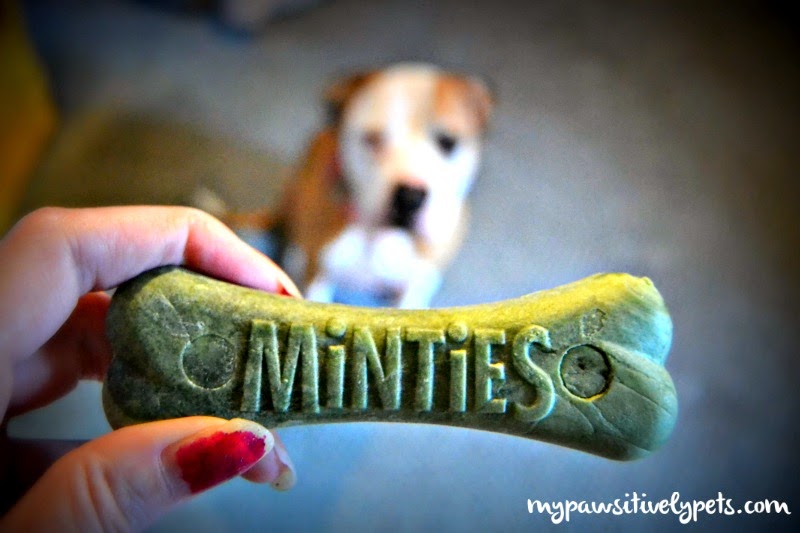 Fresher Dog Breath With VetIQ Minties Pawsitively Pets