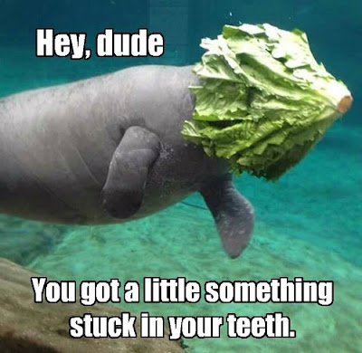 Lettuce Jokes Lettuce Jokes