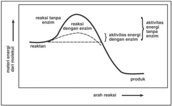 Mejomoco Komponen Enzim Dan Cara Kerja Enzim