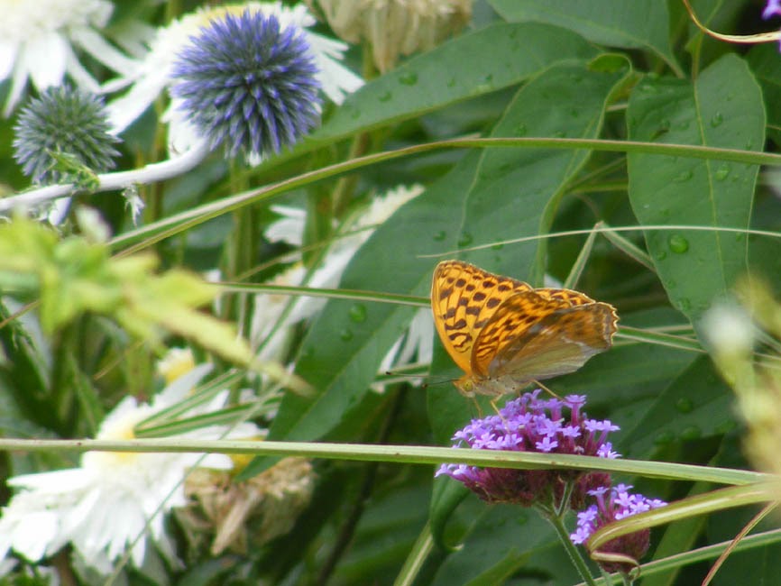 paphia Silver-washed Loire - Nature: Valley Argynnis Fritillary