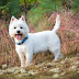 West Highland white terrier breeds Information