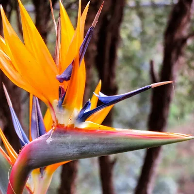 Bird of paradise spotted in Fountain at Jardim Tropical at Monte Palace in Madeira