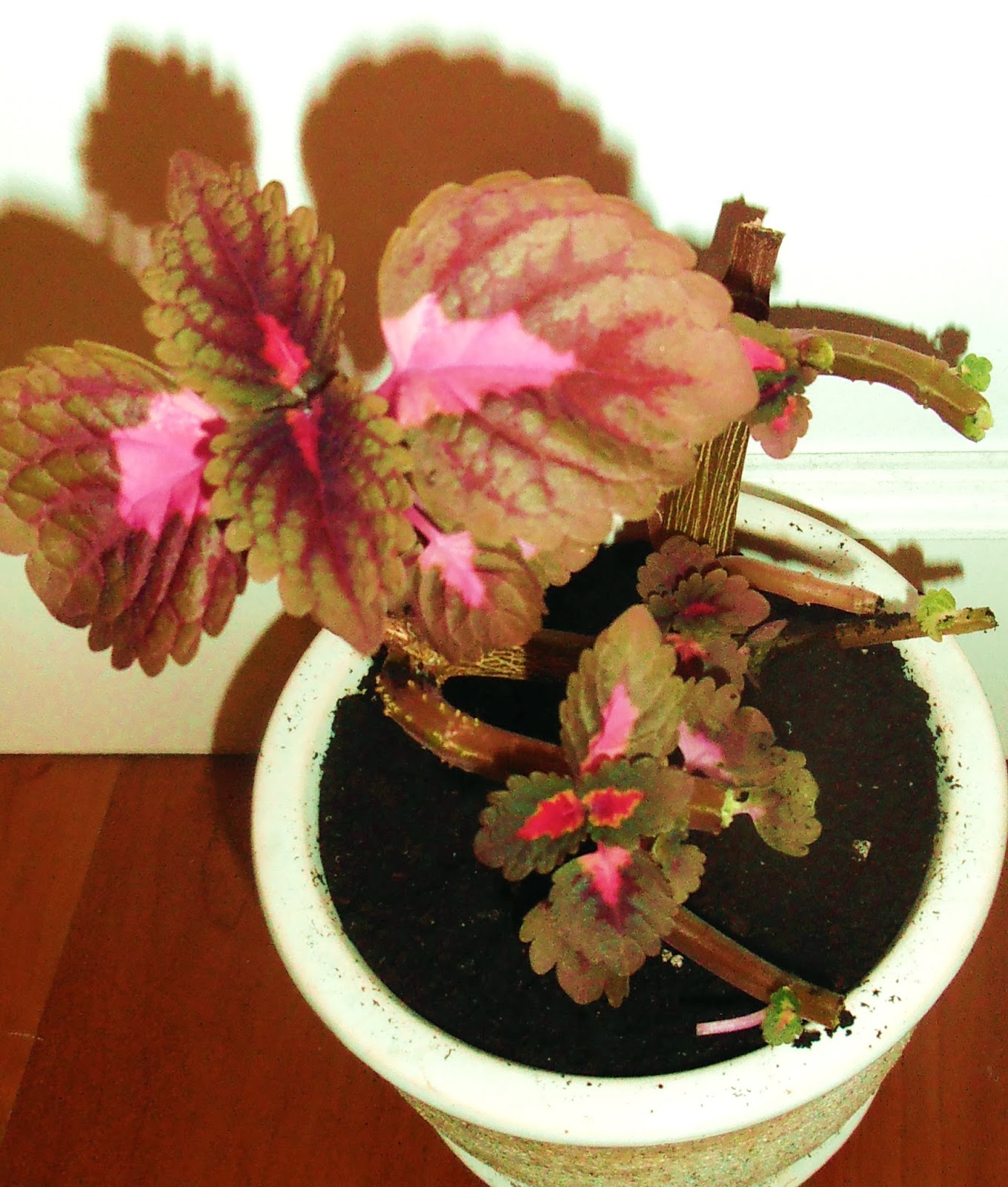 LA VENTANA DE JAVIRULI: PLANTAS DE INTERIOR (24): PODA DE CÓLEO.