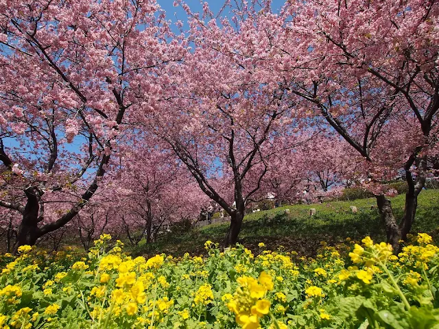 西平畑公園　河津桜　菜の花