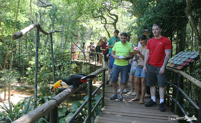Tucano do Parque das Aves, Foz do Iguaçu.