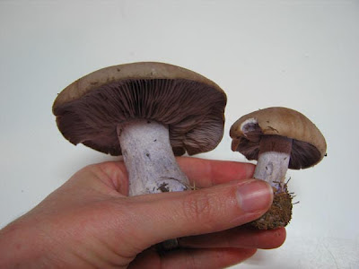 lepista nuda, the blewitt wild foraged mushroom