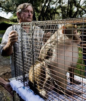 gambar monyet liar ditangkap