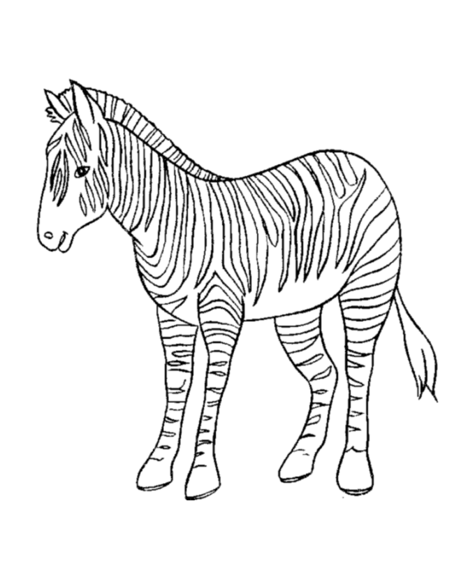 Free Animal Wild Zebra Coloring Sheet To Print