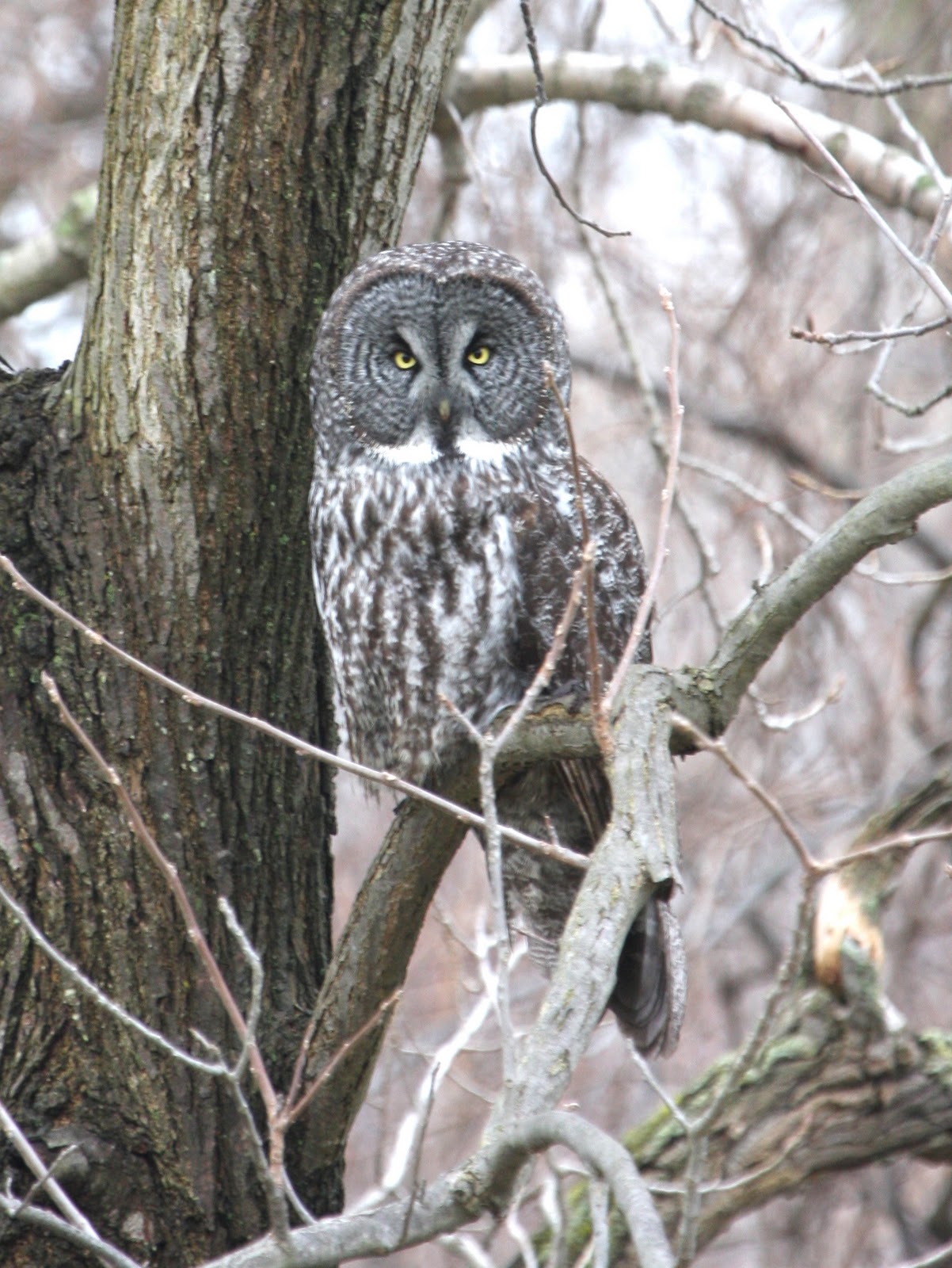 Field Notes: Great Grey Owl - Final Bird of 2011