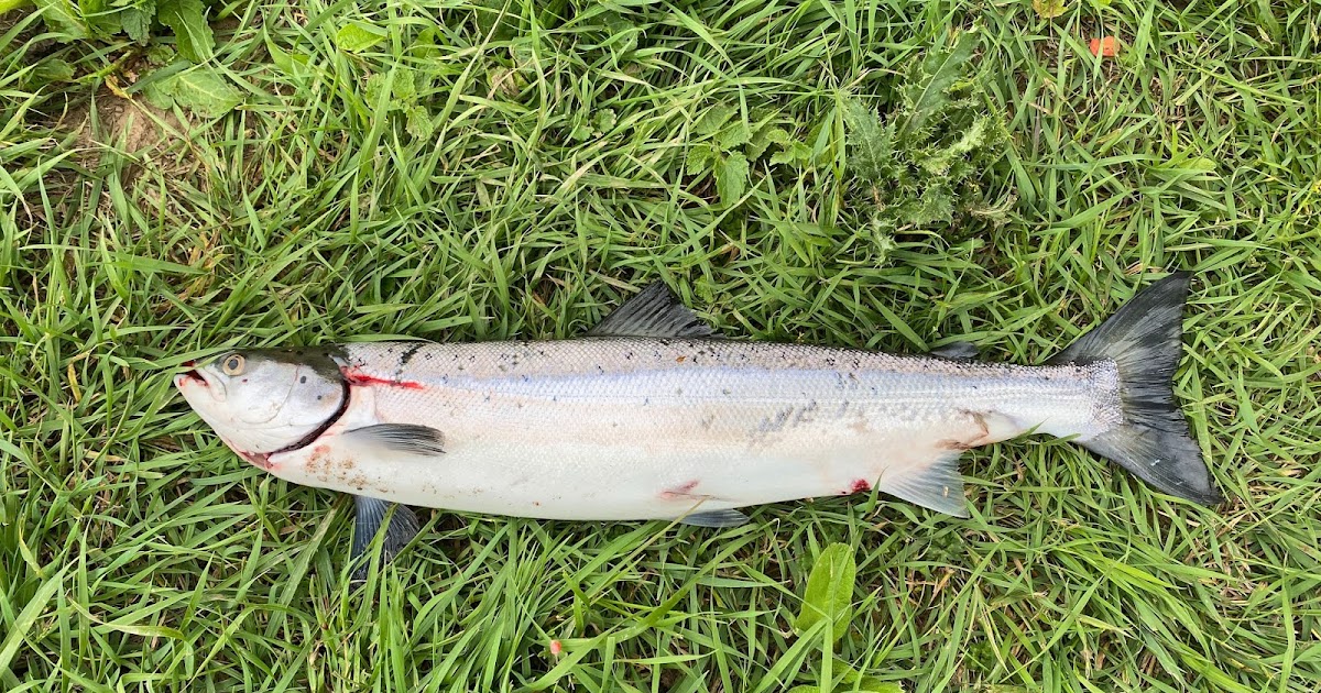 "Fish rots from the head down" nghĩa là gì?