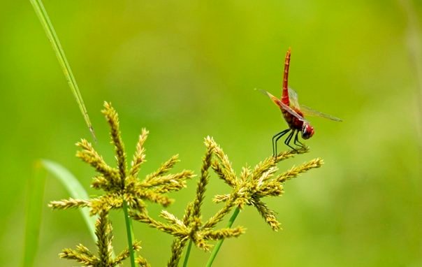 A grasshopper at Kaziranga National Park (photo - Nassif Ahmed)