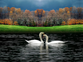 2013-07-Love-Bird-Wallpaper-Background-Free