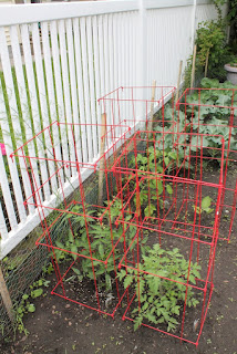 Tomatoes and eggplant on June 13, 2015.