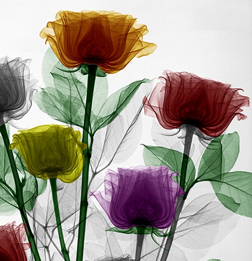 Design Stack A Blog about Art, Design and Architecture Colored Xray