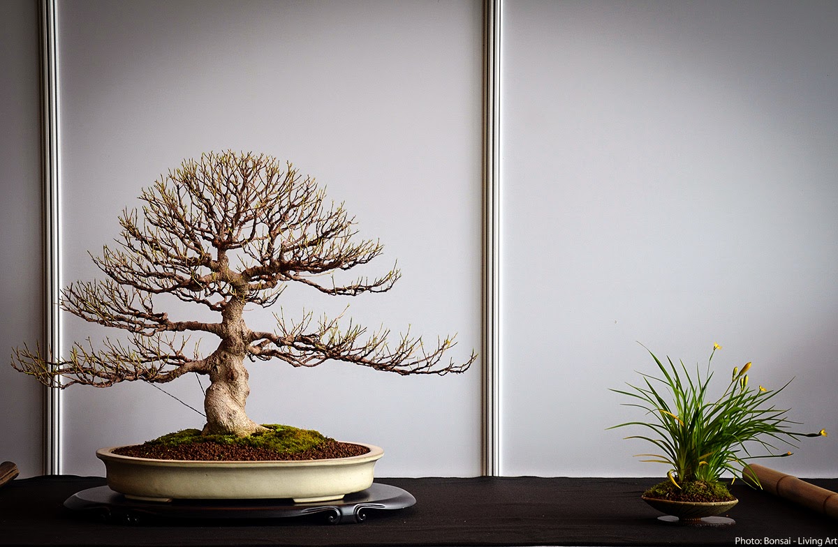 Bonsai Living Art Photos from the VI. International bonsai