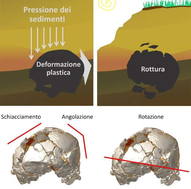 Skull of Italy's 400,000 year old 'Man of Ceprano' digitally reconstructed Skull of Italy's 400,000 year old 'Man of Ceprano' digitally reconstructed