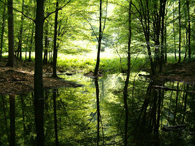 swamp ecosystem