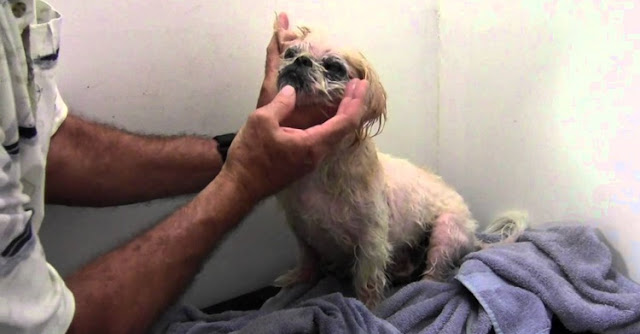 Dermatite em shih tzu: ela não para de crescer, mas há nova solução à vista