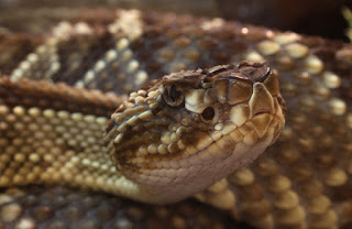 تعرف على أخطر حيوانات  الأمازون South-american-rattlesnake