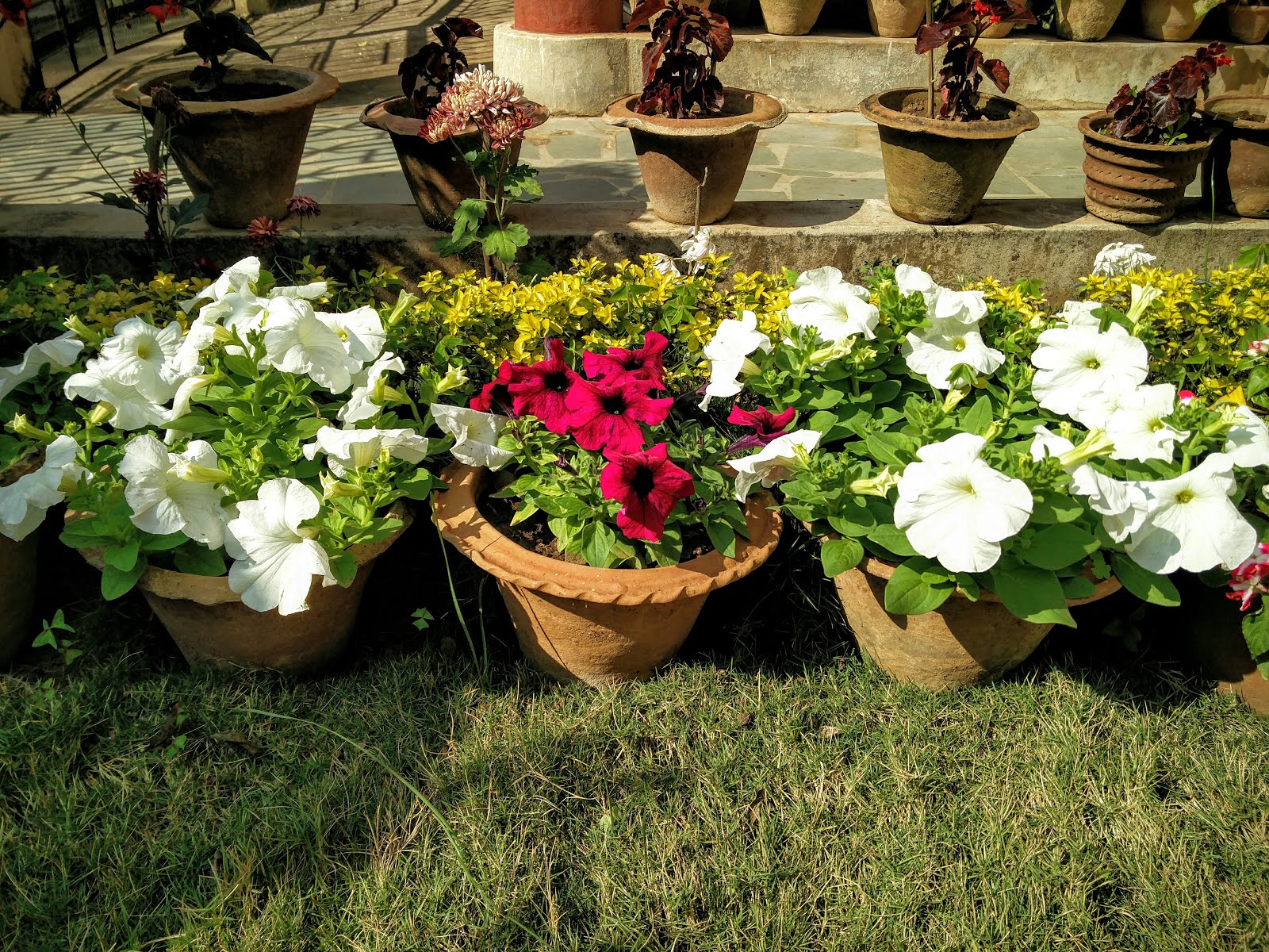 Петуния примавера. Семена петунии фриллитуния роз. Цветочное хозяйство дзен петуния. Как сохранить маточник петунии. Как сохранить петунию до следующего лета.