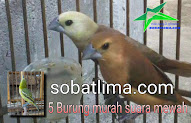 Jenis Burung Bubut Butbut Yang Ada Di Indonesia Dan