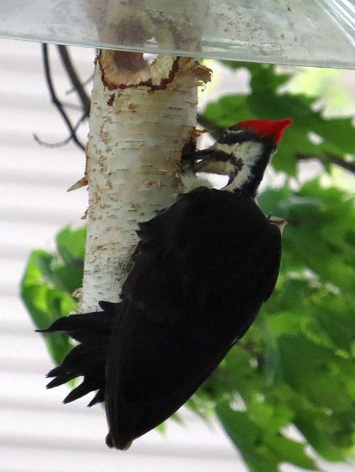 Penelopedia: Nature and Garden in Southern Minnesota: Pileated