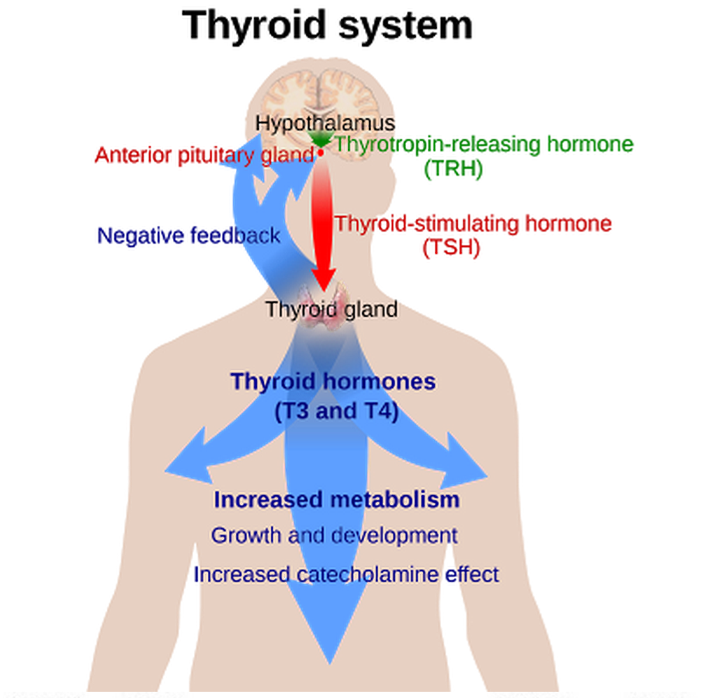 AlchemYegg AumniVerse =alchemy egg am universe= Thyroid Gland