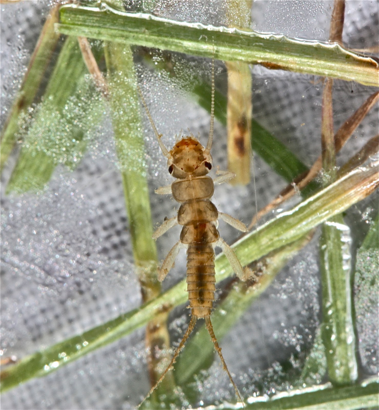 Aquatic Insects of Central Virginia: Stream Report: The Doyles and the ...