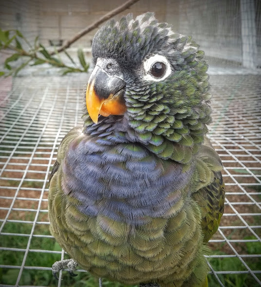 stam 376H Pionus maximiliani
