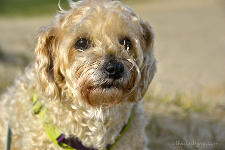 Nature's Variety Instinct Raw Booster Mixers Benefits of a freeze-dried raw diet for dogs