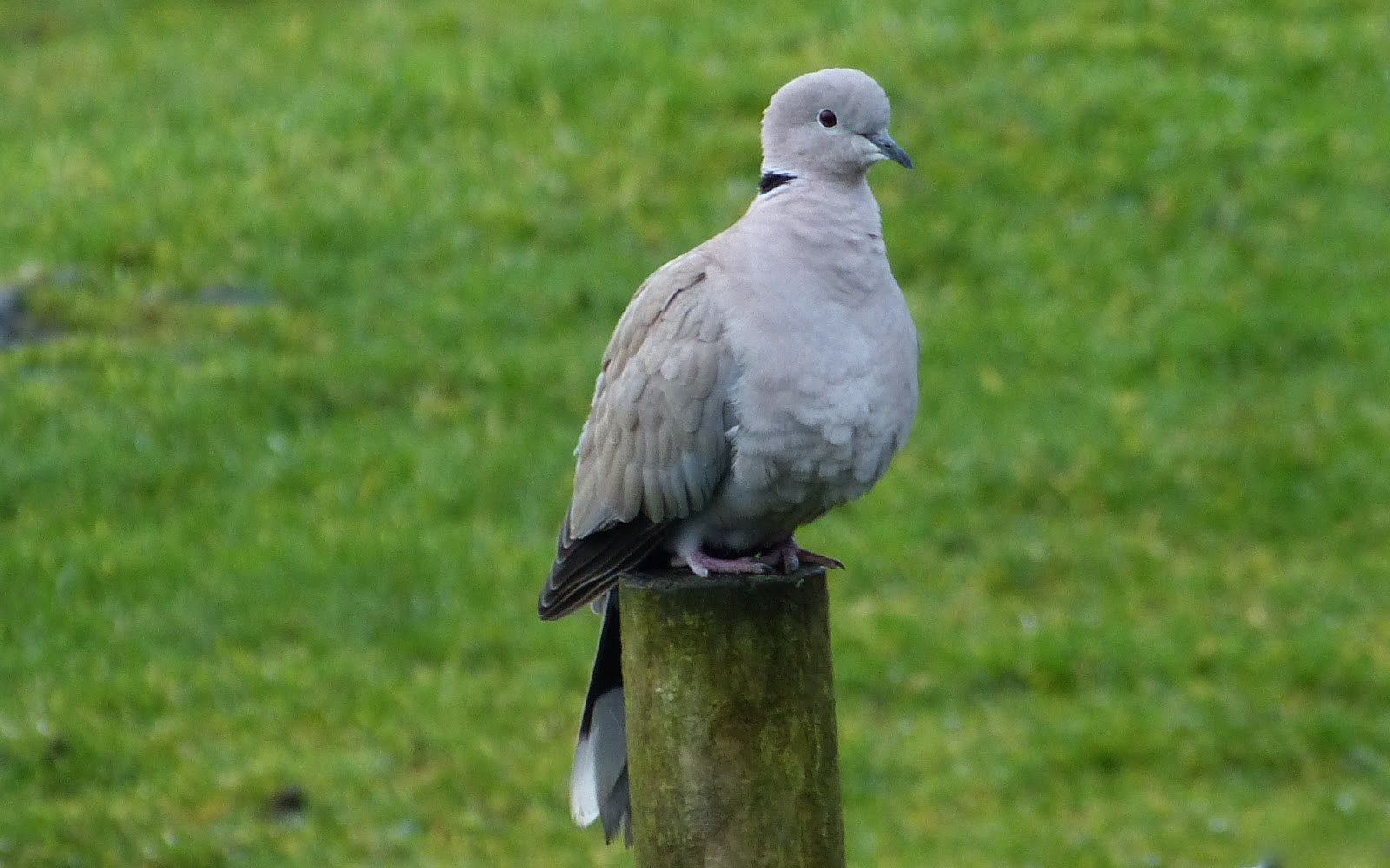 A Kilchoan Diary Collared Dove