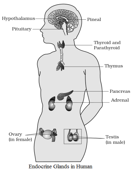 Endocrine glands in Human